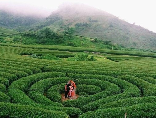 HÀ NỘI –MỘC CHÂU -  ĐỒI CHÈ TRÁI TIM – RỪNG THÔNG BẢNG ÁNG – HÀ NỘI - ảnh 6