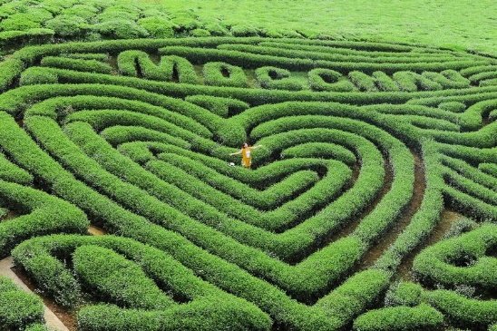 HÀ NỘI –MỘC CHÂU -  ĐỒI CHÈ TRÁI TIM – RỪNG THÔNG BẢNG ÁNG – HÀ NỘI