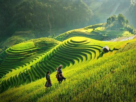 HÀ NỘI –MỘC CHÂU -  ĐỒI CHÈ TRÁI TIM – RỪNG THÔNG BẢNG ÁNG – HÀ NỘI - ảnh 5