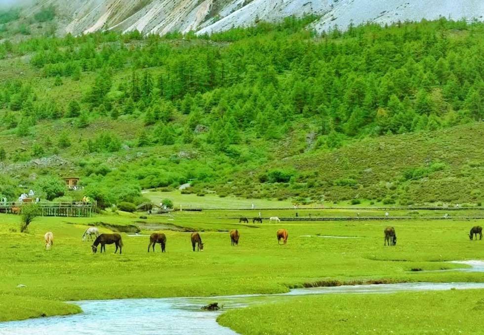 Ngưu Trường Lạc Nhung Dao Thanh A Dinh (2)