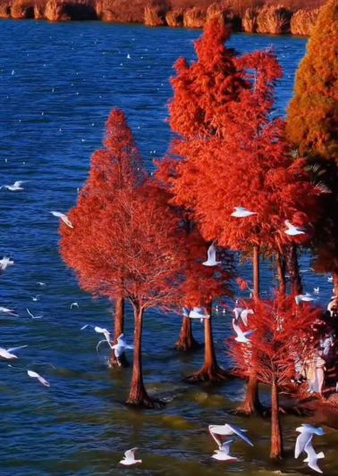 ĐẠI LÝ - CÔN MINH 2 